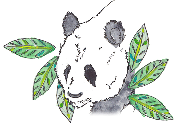 Panda illustration